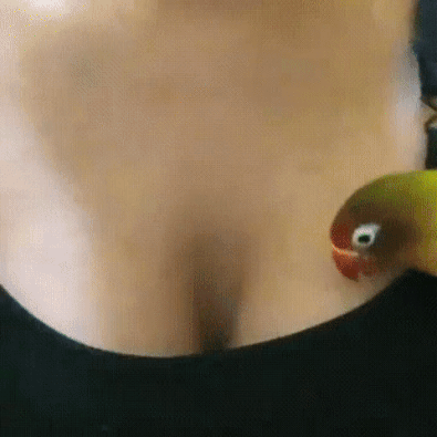 Parrot.
