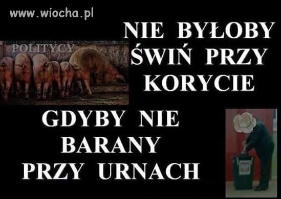 Świnie przy korycie - wiocha.pl absurd 1233863