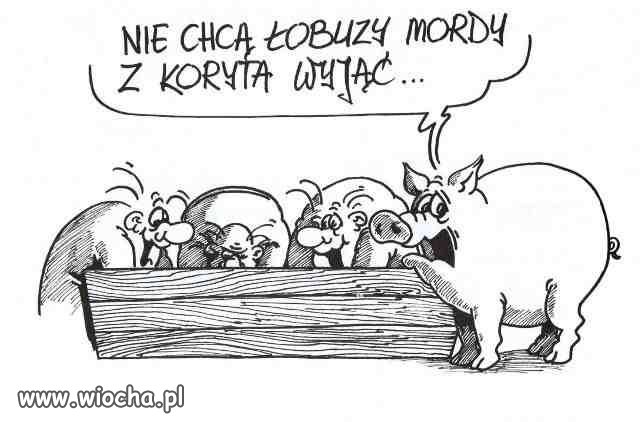 PiS na Pomorzu - wiocha.pl absurd 1526216
