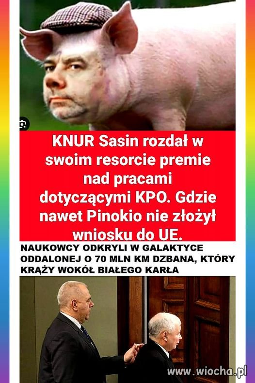 Tak to jest ze świniami przy korycie wiocha pl absurd 1787118