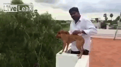 Hinduski student zrzucil psa z piatego pietra