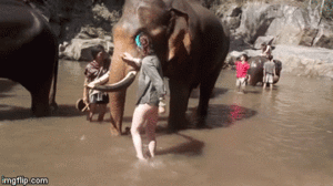 Taka pomoc w kapieli slonia