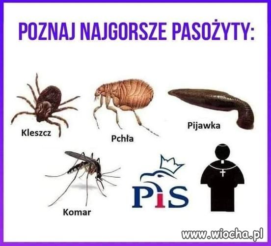 Potwierdzam - Wiocha.pl Absurd 1775516