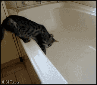 Ten kot chyba naprawde boi sie wody