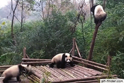 Dlaczego pandy sa zagrozone
