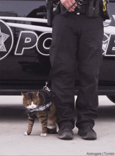 Policyjny kot
