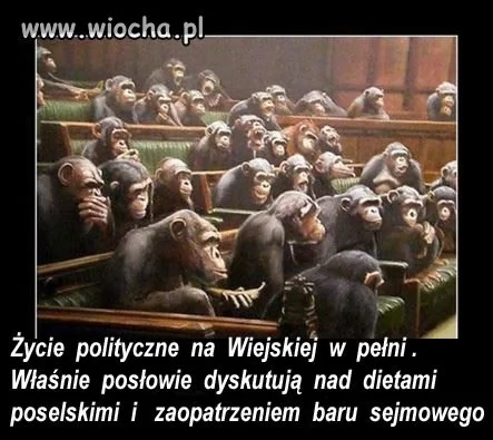 Nasz Kwiat Polityki  Nasz Kwiat Polityki